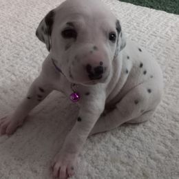 Dalmatian Puppies from Shelbys Pawsome Dalmatians