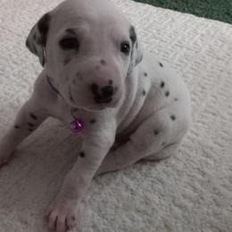 Dalmatian Puppies from Shelbys Pawsome Dalmatians