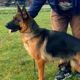 Piroschka - German Shepherd