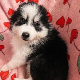 Boy 1 - Black and white male Pomsky puppy in Bolton, Connecticut from Elle Pomsky