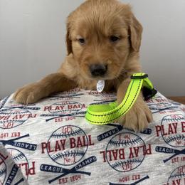 2nd pick boy (light green) - Dark golden male Golden Retriever puppy in Petaluma, California from Contango Goldens