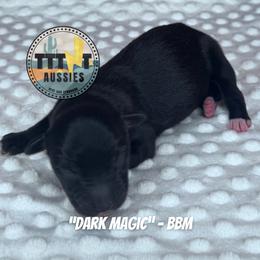 Dark Magic - Black & white male Australian Shepherd puppy in Tucson, Arizona from TTTNT Aussies