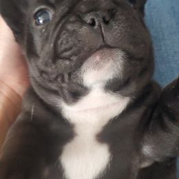 French Bulldogs from Ariel's French Bulldogs