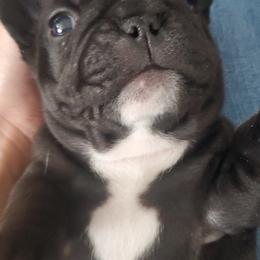 French Bulldogs from Ariel's French Bulldogs