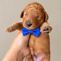 Tostito - Red  male Goldendoodle puppy in Coats, North Carolina from TH.EM Doodles