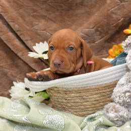 Miss Dark Pink - Golden rust female Vizsla puppy in Lexington, Kentucky from Summit Vizsla (we can deliver to you)