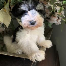 River - Parti male Miniature Schnauzer puppy in Kentucky from Mrs Bs Teeny Schnauzers & Doodles
