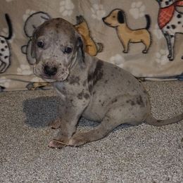Axel - Merle male Great Dane puppy in Walker, Louisiana from La Rebel Danes