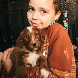 Goldendoodle Puppies from The Doting Doodle