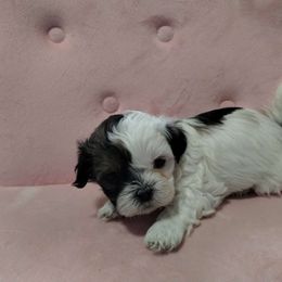 Boy 1 - Black and white Havanese puppy in Montrose, Colorado from Gnomies Furry Friends