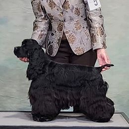 Cocker Spaniel All Grown Up from Hilltop Cockers