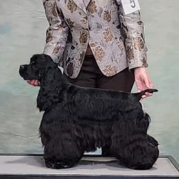 Cocker Spaniel All Grown Up from Hilltop Cockers