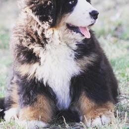 Bernese Mountain Dog Puppies from Home Sweet Bernese