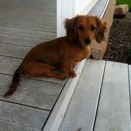 Dachshund Puppies from Lavendell Dachshunds