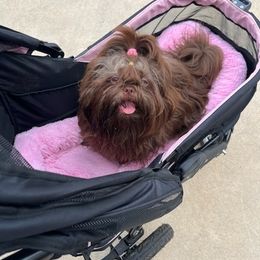 Shih Tzu All Grown Up from Sara’s precious Shih Tzus