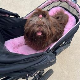 Shih Tzu All Grown Up from Sara’s precious Shih Tzus