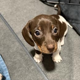 S'more - Piebald male Dachshund puppy in Corona, Ca Hemet, Ca Surpise, Arizona from Over The Moon Dachshunds