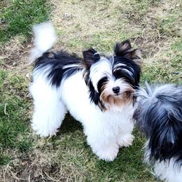 Biewer Terrier Puppies from Rose Creek Biewer Terriers