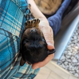 Diana - Cavalier King Charles Spaniel puppy in Layton, Utah from Shakespeare's Cavaliers