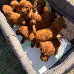 Boy 5 - Red  male Goldendoodle puppy in Buna, Texas from 7Lands Farm + Ranch