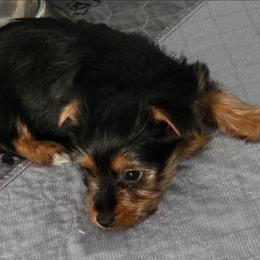 Waylon - Black and tan male Yorkshire Terrier puppy in Grafton, West Virginia from Gemstone Kennel