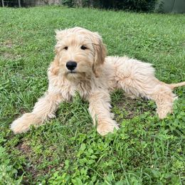 Aussiedoodle and Goldendoodle Puppies from Gray Doodles