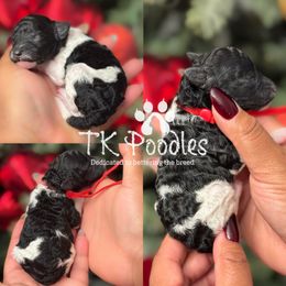 Rouge - Parti male Poodle puppy in Belleville, New Jersey from TK Poodles