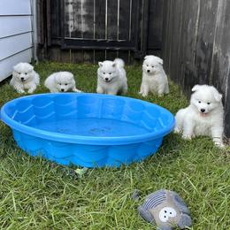 Samoyed Puppies from Southern Roux Samoyeds