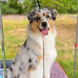 Aurora - Australian Shepherd