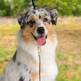 Aurora - Australian Shepherd
