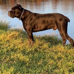 Kross - Cane Corso