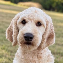 Harley - Caramel male Australian Labradoodle puppy in Hartshorne, Oklahoma from Jena Edmond