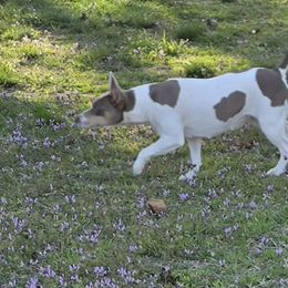 Lucy - Rat Terrier