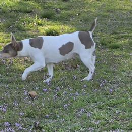 Lucy - Rat Terrier