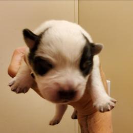 Full masked  Blue - Blue mottled female Australian Cattle Dog puppy in Lenoir, North Carolina from Blue Coyote Ranch
