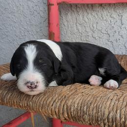 Andean (Bear) - Black and white female Aussiedoodle puppy in Tucson, Arizona from Ever After Doodles Arizona