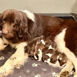 Two - White and brown female Newfoundland puppy in Tully, New York from Bear Paw Newfoundlands
