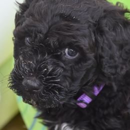 Portuguese Water Dogs from Southern Splash