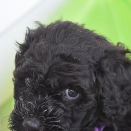 Portuguese Water Dogs from Southern Splash