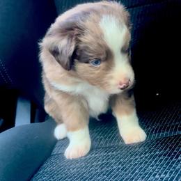 Ash - Red merle female Miniature Australian Shepherd puppy in Ringgold, Louisiana from Barrett's Buddies
