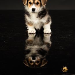 Pembroke Welsh Corgi Puppies from Cattal Corgis
