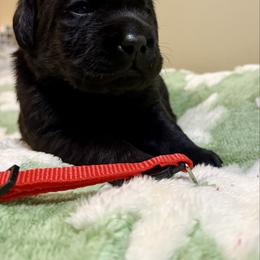 Red Girl - Black female Labrador Retriever puppy in North Pole, Alaska from Mulberry Retrievers