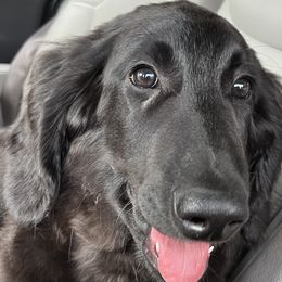 Arrow - Black Goldendoodle puppy in Florida from Muddy Acre Pups