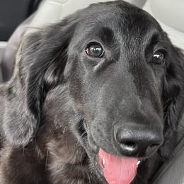 Arrow - Black Goldendoodle puppy in Florida from Muddy Acre Pups