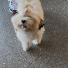 Cinnamon - Havanese