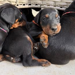 Audrey - Black and rust female Doberman Pinscher puppy in Toney, Alabama from Bhon Mhuir Dobermanns