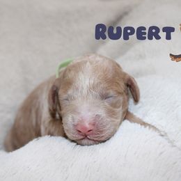 Rupert - Cream male Cockapoo puppy in Selma, California from Mollys Dollys