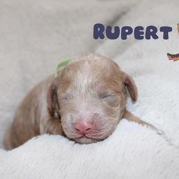 Rupert - Cream male Cockapoo puppy in Selma, California from Mollys Dollys
