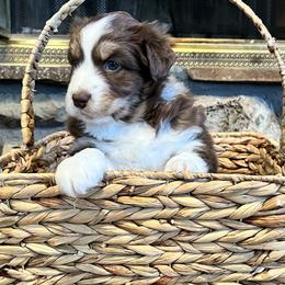 Girl 1 - Australian Shepherd puppy in Molt, Montana from Prairie Paws Australian Shepherd