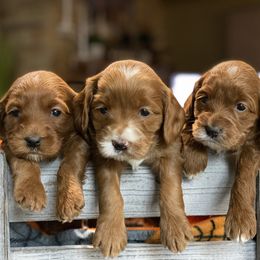 Australian Labradoodle Puppies from All Star Breeders of Labradoodles